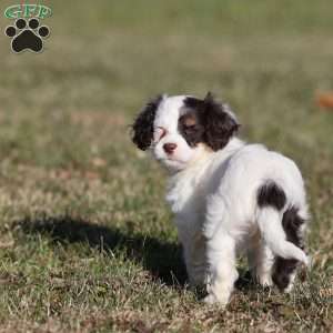 Gumdrop, Cavapoo Puppy
